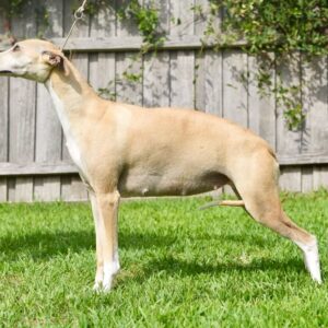 Whippet for sale