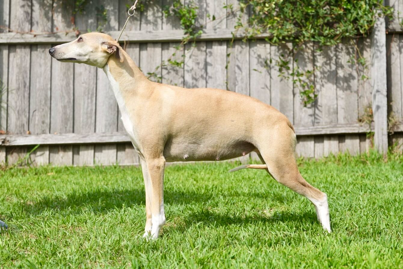 Whippet for sale