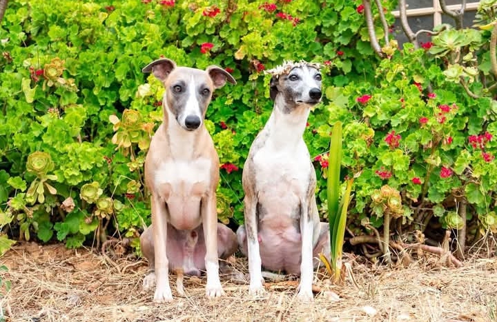 Whippet for sale - Image 2