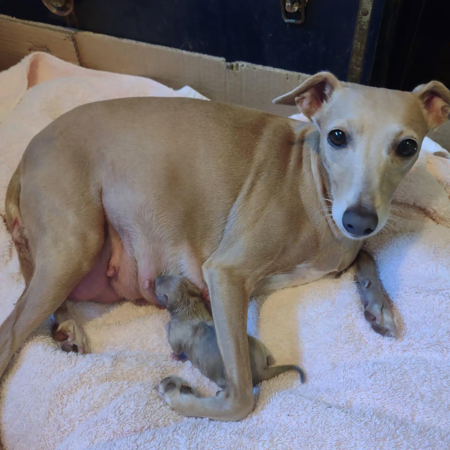 Italian greyhound for sale - Image 3