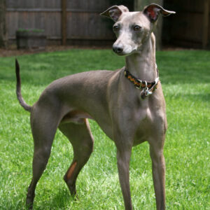 Italian greyhound for sale