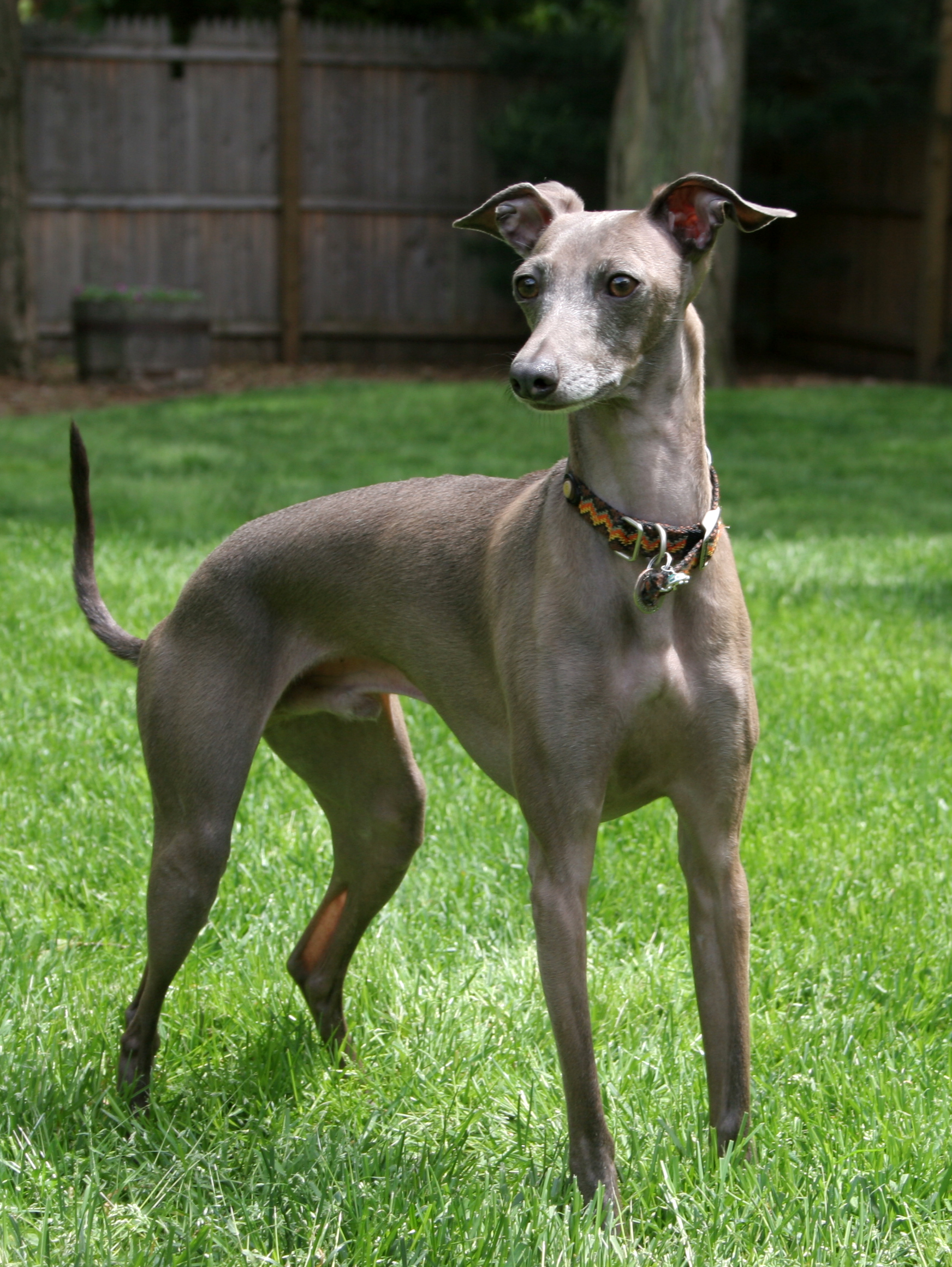 Italian greyhound for sale
