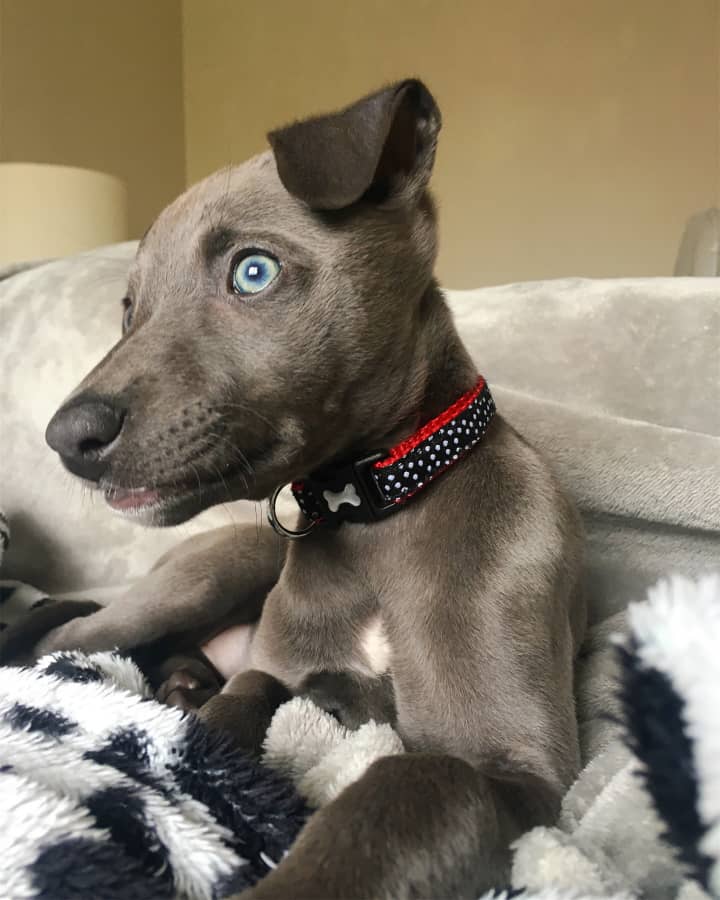 Lily whippet - Image 2