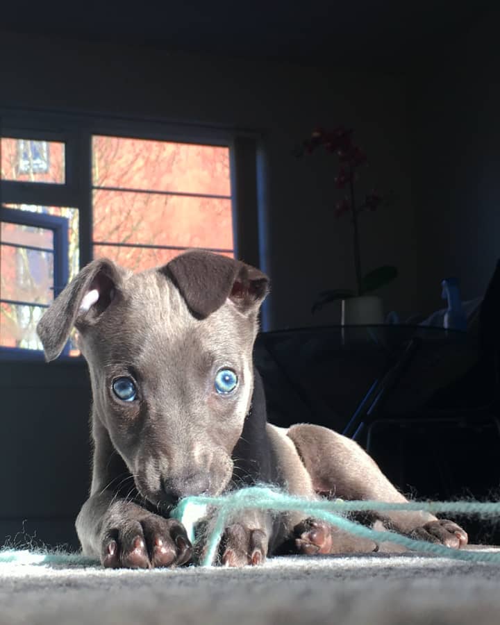 Lily whippet - Image 3