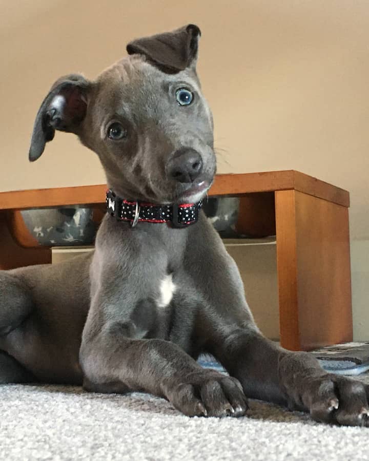 Lily whippet - Image 5